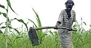 FAO preocupada com possibilidade de nova crise alimentar
