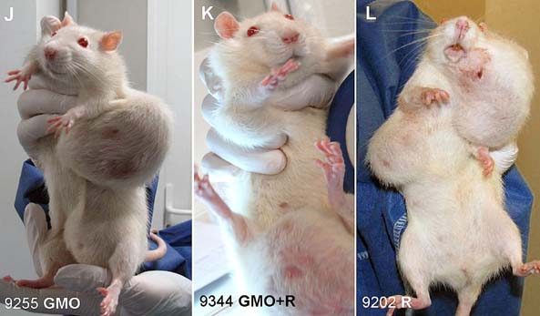 Transgénicos matam mais e causam até três vezes mais cancro em ratos