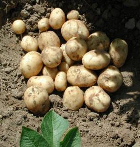 Super batatas tilling