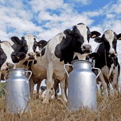 Toxina no leite não põe em causa a saúde pública