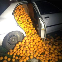 laranjas roubadas