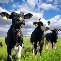 Nova Zelândia vai abater cerca de 150 mil vacas