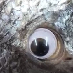 peixes com olhos de plástico