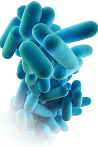 Prevenção e Controlo de Legionella Prevenção e Controlo de Legionella