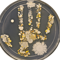 Professora cria imagem com micróbios da mão de seu filho