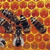 Substância produzida por abelhas eficaz contra cáries
