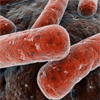Cientistas criam bactéria E. coli sintética que combate infecções