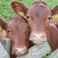 Canadá retoma importações de carne de bovino europeia