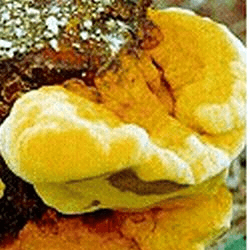 Novo ingrediente não autorizado Phellinus linteus em suplementos alimentares