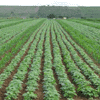 Feijão OGM desenvolvido no Brasil vira caso de justiça