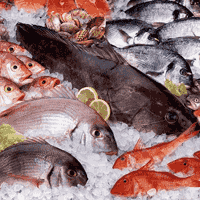 Frio previne a ocorrência de histamina no pescado