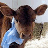 Vaca clonada na Argentina produzirá leite similar ao humano