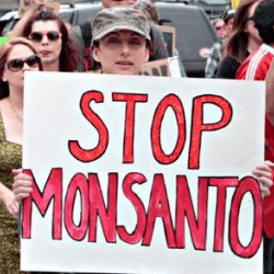 Milhares protestaram contra transgénicos da empresa Monsanto