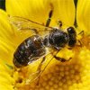 Reino Unido enfrentará crise alimentar se não ajudar as abelhas