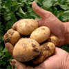 Áustria proíbe o cultivo de batata transgénica
