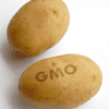 Governo aceita cultivo de batatas transgénicas