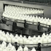 Venda de leite proveniente de animal clonado está ser investigada