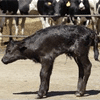 UE propõe vetar clonagem de gado em alimentos, mas autoriza para touradas