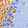 Cientistas britânicos anunciam sequenciamento do genoma do trigo
