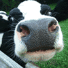 União Europeia regista novos casos da doença da vaca louca