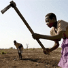 Neocolonialismo: Investidores estrangeiros tomam conta das terras agrícolas africanas